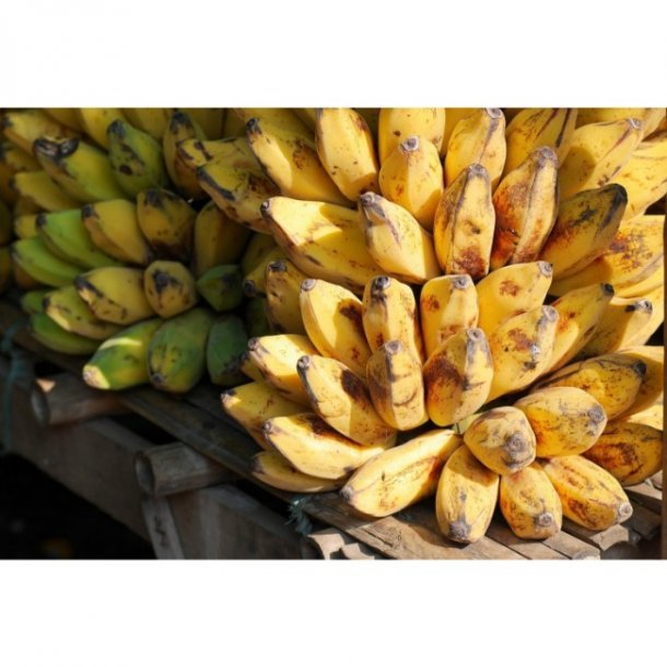 kologiske bananer 12 kg